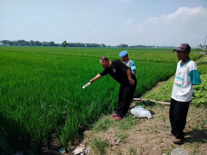 Polres Sragen olah TKP kasus warga tewas tersetrum jebakan tikus di sawah, Kamis (8/5/2025).