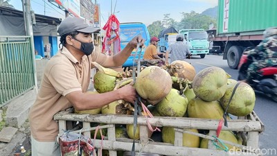 Geliat Sentra Kelapa di Lumajang