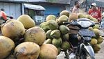 Geliat Sentra Kelapa di Lumajang