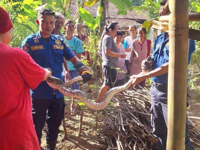 Proses evakuasi ular sanca kembang di Nanggulan, Kulon Progo, Rabu (7/5/2025).