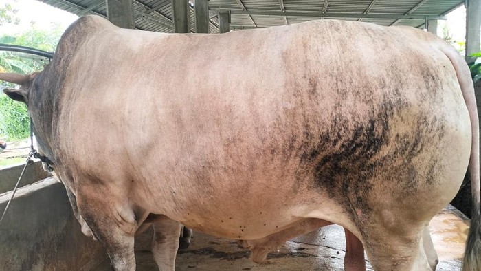 Sapi kurban dari Presiden Prabowo Subianto di Palu, Sulteng.