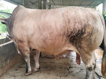 Presiden Prabowo Kurban Sapi Simental Bobot 1 Ton di Palu Sulteng