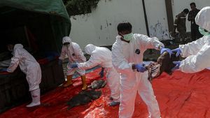 2,9 Ton Daging Babi Hutan Selundupan Dimusnahkan di Cilegon