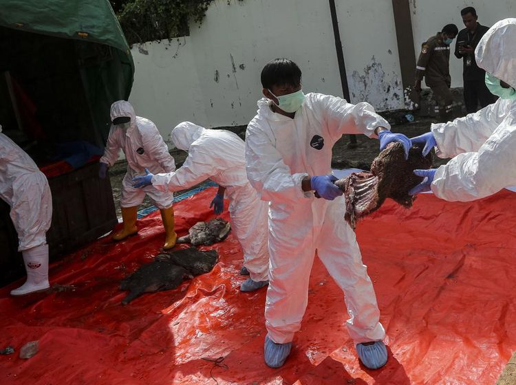2,9 Ton Daging Babi Hutan Selundupan Dimusnahkan di Cilegon
