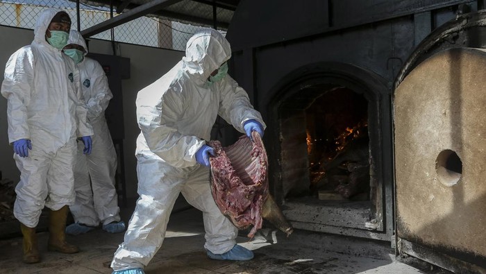 Petugas memasukkan daging babi hutan selundupan ke dalam incinerator untuk dimusnahkan di Instalasi Karantina Hewan Satuan Pelayanan Merak, Kota Cilegon, Banten, Jumat (9/5/2025). Balai Karantina Hewan, Ikan, dan Tumbuhan (BKHIT) Banten memusnahkan sebanyak 2,9 ton daging babi hutan (celeng) tanpa dokumen kesehatan asal Seputih Raman, Lampung Tengah, yang akan dikirim ke Palangka Raya, Kalimantan Tengah, karena tidak layak konsumsi dan membahayakan kesehatan masyarakat. ANTARA FOTO/Angga Budhiyanto/Spt.