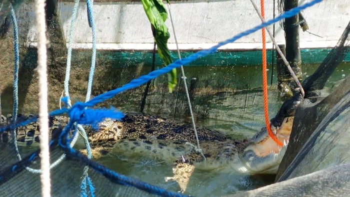 Buaya terperangkap jaring keramba warga di Maros.