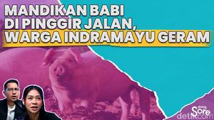 Usai Viral Tidak Ada Lagi Supir Truk Mandikan Babi di Pinggir Jalan 