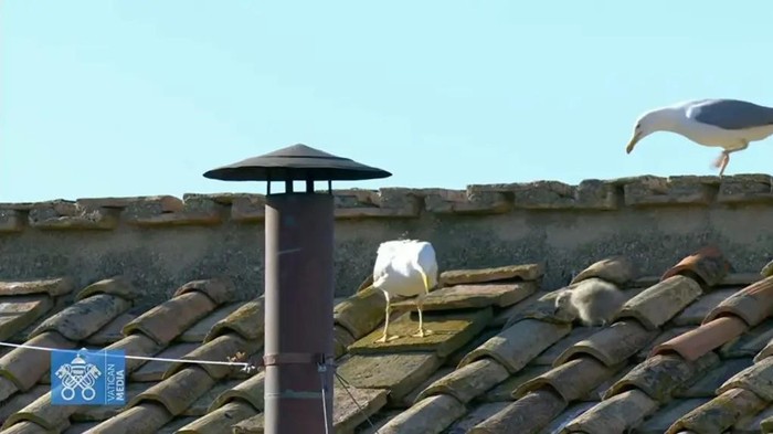 Baby seagull appeared next to the Sistine Chapel chimney just seconds before it began billowing smoke to signal a new Pope had been chosen Thursday (Vatican Media)