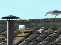 Viral Bayi Burung Camar di Kapel Sistina Sebelum Paus Leo XIV Diumumkan