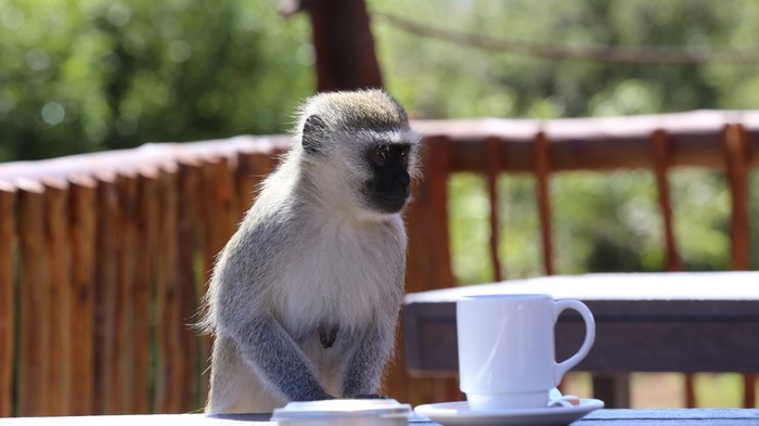Kopi Monyet