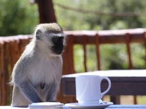 5 Fakta Kopi dari Lepehan Monyet yang Karakternya Unik