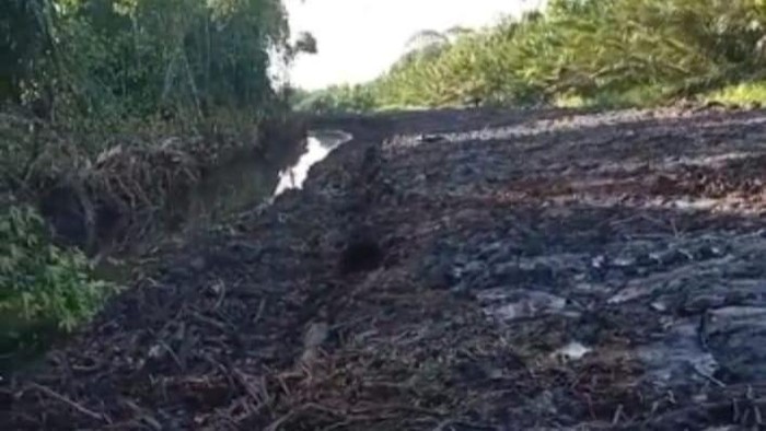 Lahan mangrove di Desa Kubu, Kabupaten Kubu Raya.