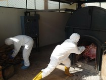 Video: Pemusnahan 2,9 Ton Daging Celeng Selundupan dari Lampung