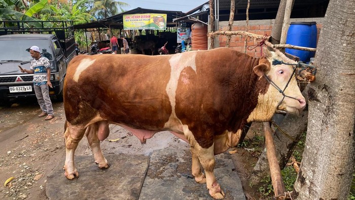 Penampakan Blembo, sapi yang akan dikurbankan Presiden Prabowo di Palembang.