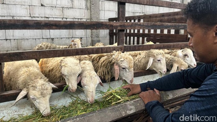 Peternakan kambing bergaransi di Mojokerto.