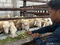 Menengok Peternakan Kambing di Mojokerto yang Berikan Garansi Kematian