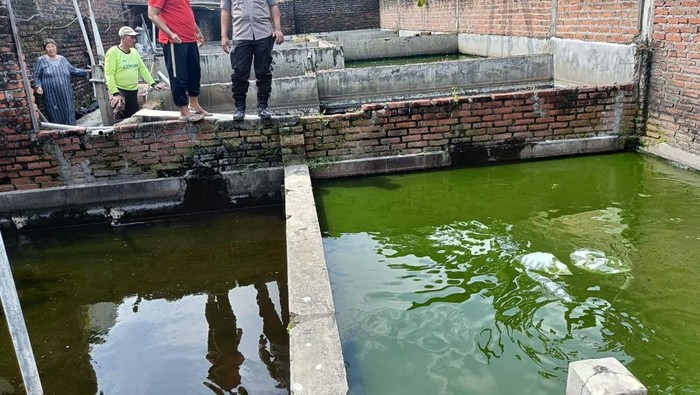 Bhabinkamtibmas Polsek Porong Bripka Doni Candra saat di kolam lele warga setempat