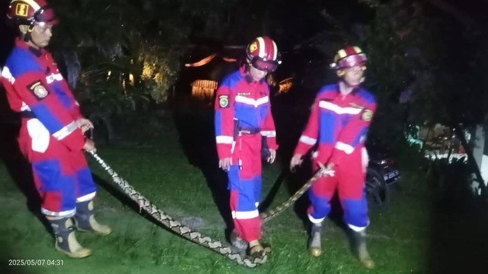 Proses evakuasi ular oleh tim rescue Damkar Bengkulu.