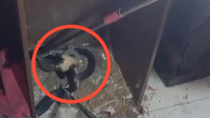 Ular kobra 2 meter yang bersembunyi dalam lemari di sebuah gudang rumah warga di Gorontalo.