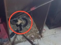 Ular Kobra 2 Meter Ngumpet Dalam Lemari Gudang Rumah Warga di Gorontalo