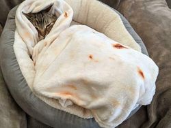 10 Foto Hewan yang Terlalu Imut, Kamu Harus Lihat