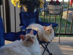 10 Foto Hewan yang Terlalu Imut, Kamu Harus Lihat