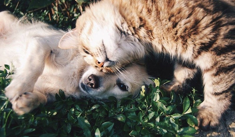Deretan Foto Hewan Ini Terlalu Imut, Kamu Harus Lihat Terlalu imut, kalian harus lihat deretan foto hewan ini. Siapa yang juga punya hewan seimut ini di rumah nih?