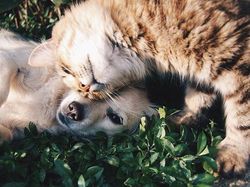 10 Foto Hewan yang Terlalu Imut, Kamu Harus Lihat