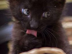 10 Foto Hewan yang Terlalu Imut, Kamu Harus Lihat