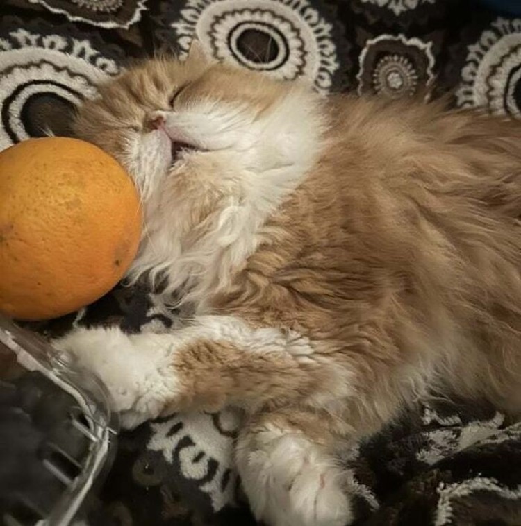 Terlalu imut, kalian harus lihat deretan foto hewan ini. Siapa yang juga punya hewan seimut ini di rumah nih?