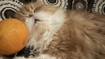 Bisa nggak cing tidurnya jangan diimut-imutin gitu? Foto: (Bored Panda).