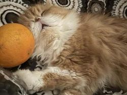 10 Foto Hewan yang Terlalu Imut, Kamu Harus Lihat