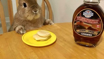 Waktunya makan siang. Menu hari ini pancake ya guys. Foto: (Bored Panda).