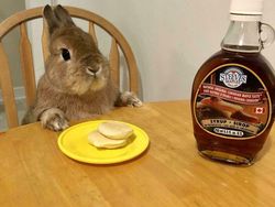 10 Foto Hewan yang Terlalu Imut, Kamu Harus Lihat