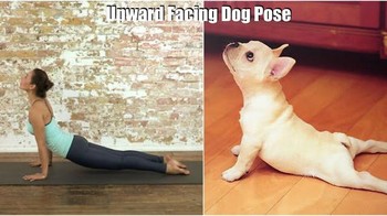 Jangan-jangan anjingnya benar-benar pengajar Yoga. Foto: (Bored Panda).
