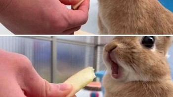 Manja banget sih kamu makannya disuapin. Foto: (Bored Panda).