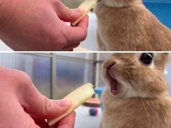 10 Foto Hewan yang Terlalu Imut, Kamu Harus Lihat