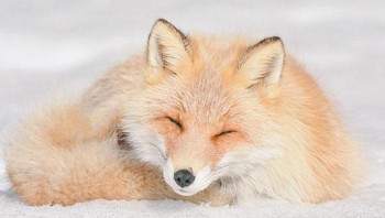 Nggak bisa aku tuh kalau disenyumin kayak gini. Gampang luluh orangnya. Foto: (Bored Panda).