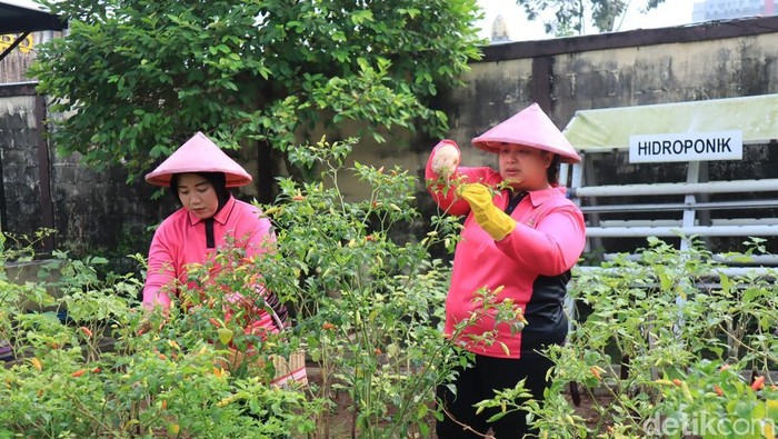 Emak-emak Bhayangkari Bojonegoro panen di lahan P2L