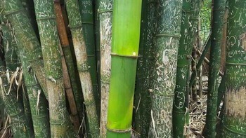 Bambu yang Tumbuh di Masa Pandemi Tanpa Terpengaruh Sentuhan Turis Foto: Boredpanda
