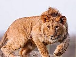 Sulit Dipercaya! 15 Hewan Hybrid Unik Ini Benar-benar Ada di Dunia