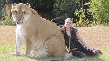 Liger merupakan hibrida antara singa jantan dan harimau betina, yang sudah ada sejak awal abad ke-19. Mereka dibiakkan di penangkaran dan gemar berenang, seperti induk harimau betina mereka, dan mudah bergaul, seperti ayah singa mereka. Namun, tidak seperti Tigon (harimau jantan + singa betina) yang ukurannya hampir sama dengan harimau betina, liger berukuran sama dengan singa Amerika prasejarah. Sebagian besar percaya bahwa gen yang tercetak mungkin menjadi alasan di balik ukuran raksasa mereka. Guinness Book of World Records telah mengakui Hercules si Liger sebagai kucing terbesar yang masih hidup di Bumi. Percaya atau tidak, beratnya mencapai 409 kilogram! Foto: unbelievable-facts Foto: unbelievable-facts