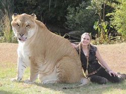 Sulit Dipercaya! 15 Hewan Hybrid Unik Ini Benar-benar Ada di Dunia