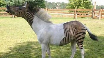 Zebroid adalah persilangan antara kuda, keledai, atau kuda lainnya. Zebroid telah dibiakkan sejak abad ke-19, dengan Charles Darwin mencatat beberapa hewan hibrida ini dalam karyanya. Umumnya tidak menjadi masalah spesies zebra mana yang digunakan. Zebroid tidak ditemukan di alam liar dan sering kali mandul. Zebroid secara fisik menyerupai induknya yang bukan zebra tetapi memiliki garis-garis seperti zebra. Foto: unbelievable-facts