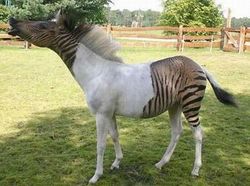 Sulit Dipercaya! 15 Hewan Hybrid Unik Ini Benar-benar Ada di Dunia