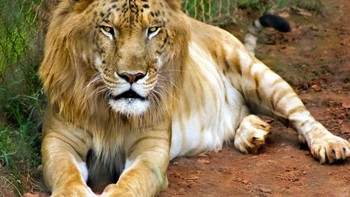 Tigon, hewan hibrida, secara visual menyerupai induk singa betina dan ayah harimaunya. Tigon jantan juga memiliki surai khas singa, meskipun lebih pendek dan kurang terlihat. Mereka tumbuh hingga seukuran spesies induknya dan beratnya hampir 400 pon, mewarisi gen penghambat pertumbuhan singa betina. Tigon, seperti halnya liger, tidak mandul. Pada tahun 1943, seekor Tigon pertama kali berhasil dikawinkan dengan seekor singa di Kebun Binatang Munich Hellabrunn. Di Kebun Binatang Alipore, India, seekor Tigon betina berhasil dikawinkan dengan seekor singa Asia untuk membentuk hibrida generasi kedua yang langka yang disebut Litigon. Litigon ini melahirkan tujuh Litigon selama hidupnya, dan salah satunya beratnya mencapai 800 pon! Foto: unbelievable-facts