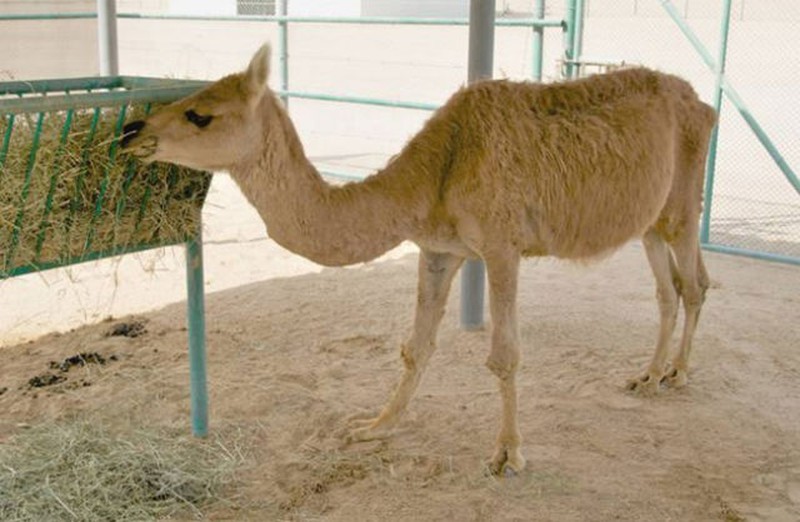 Hewan Hybrid yang Mencengangkan