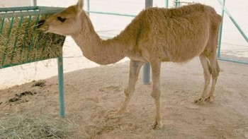 Tigon, hewan hibrida, secara visual menyerupai induk singa betina dan ayah harimaunya. Tigon jantan juga memiliki surai khas singa, meskipun lebih pendek dan kurang terlihat. Mereka tumbuh hingga seukuran spesies induknya dan beratnya hampir 400 pon, mewarisi gen penghambat pertumbuhan singa betina. Tigon, seperti halnya liger, tidak mandul. Pada tahun 1943, seekor Tigon pertama kali berhasil dikawinkan dengan seekor singa di Kebun Binatang Munich Hellabrunn. Di Kebun Binatang Alipore, India, seekor Tigon betina berhasil dikawinkan dengan seekor singa Asia untuk membentuk hibrida generasi kedua yang langka yang disebut Litigon. Litigon ini melahirkan tujuh Litigon selama hidupnya, dan salah satunya beratnya mencapai 800 pon! Foto: unbelievable-facts