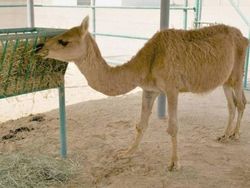 Sulit Dipercaya! 15 Hewan Hybrid Unik Ini Benar-benar Ada di Dunia