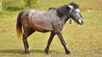 Hinny adalah hasil persilangan antara kuda jantan dan keledai betina. Hinnies biasanya lebih kecil daripada bagal karena keledai lebih kecil daripada kuda. Masih bisa diperdebatkan apakah perbedaan ukuran tersebut semata-mata karena keledai lebih kecil daripada kuda, atau apakah itu merupakan konsekuensi alami dari persilangan timbal balik. Namun, American Donkey and Mule Society (ADMS) menyatakan, Warisan genetik keledai sama persis dengan keledai.Foto: unbelievable-facts